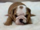chiot bulldog anglais m&acirc;le a donner 