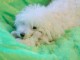 chiot bichon fris&eacute; femelle a donner 