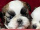 adoption chiot Shih Tzu pour no&euml;l 