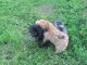 deux chiots Shih Tzu pr&ecirc;t pour &ecirc;tre l