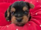 Dons chiot Yorkshire femelle 