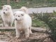 magnifique chiot berger blanc suisse adoption 