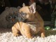 b&eacute;b&eacute; chiot bouledogue fran&ccedil;ais m&acirc;le 