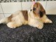 chiot Shih Tzu pour no&euml;l 