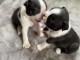 🐶 Adorable chiot Boston Terrier &agrave; r&eacute;server 🐾