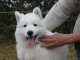 adorable chiot berger blanc suisse adoption 