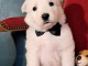 adorable chiot berger blanc suisse 