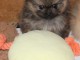 chiot spitz allemand race pure disponible 