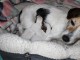 adoption chiot jack ressel disponible pour no&euml;l 