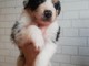 b&eacute;b&eacute; chiot berger australien disponible 