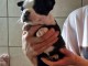 b&eacute;b&eacute; chiot Boston terrier femelle a donner 