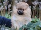 chiot spitz allemand disponible 