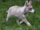 chiot husky sib&eacute;rien m&acirc;le 