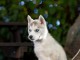disponible chiot husky sib&eacute;rien 