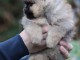 chiot spitz allemand disponible 