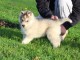 magnifique chiot husky sib&eacute;rien 