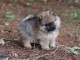 adorable chiot spitz allemand 