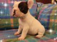 magnifique chiot bouledogue fran&ccedil;ais 