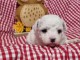 magnifique chiot bichon fris&eacute; m&acirc;le 