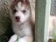 adorable chiot husky sib&eacute;rien m&acirc;le 