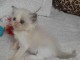 b&eacute;b&eacute; chaton ragdoll femelle 