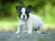 chiot bouledogue fran&ccedil;ais &agrave; donner 