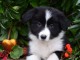 Chiots Border Collie a donn&eacute; contre bon soin 