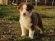 magnifique chiot berger australien 