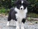 Chiots Border Collie a donn&eacute; contre bon soin 