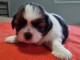 magnifique chiot Shih Tzu &agrave; donner 