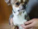adoable chiot chihuahua femelle a donner 