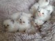 Dons chaton ragdoll femelle et m&acirc;le 