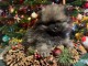 chiot spitz allemand a donner pour no&euml;l 