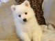 magnifique chiot spitz allemand 