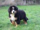 Magnifique chiot bouvier bernois a donner 