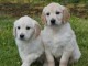 chiot golden retriever m&acirc;le a donner 