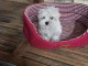 b&eacute;b&eacute; chiot bichon maltais 