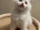 chaton ragdoll femelle pour no&euml;l 