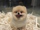 beautiful pomeranian puppies