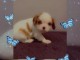 b&eacute;b&eacute; chiot cavalier king charle femelle a donner 