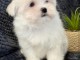 magnifique chiot bichon maltais m&acirc;le a donner 