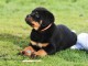 je donne des chiots rottweiler disponible 