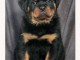 adorable chiot rottweiler &agrave; adopter 