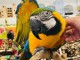 Super tame female Blue and gold macaw