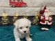 b&eacute;b&eacute; chiot bichon fris&eacute; femelle 