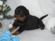 je donne chiot rottweiler m&acirc;le 