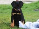 chiot type rottweiler femelle 