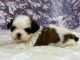 je donne chiot shih Tzu d&eacute;j&agrave; pr&ecirc;t 
