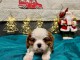 magnifique chiot cavalier king charle disponible 