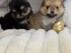 magnifique chiot spitz nain Pom&eacute;ranie 🐕